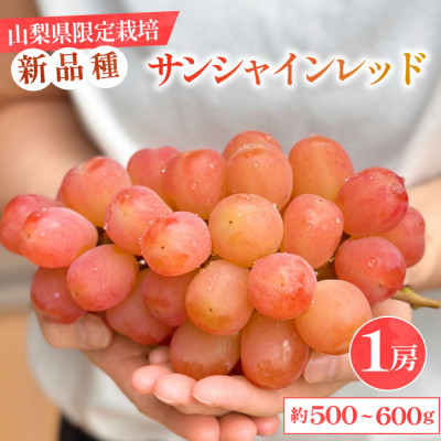 
山梨県産 希少品種「サンシャインレッド」 1房 約500～600g 赤いシャインマスカット 化粧箱入【1515303】
