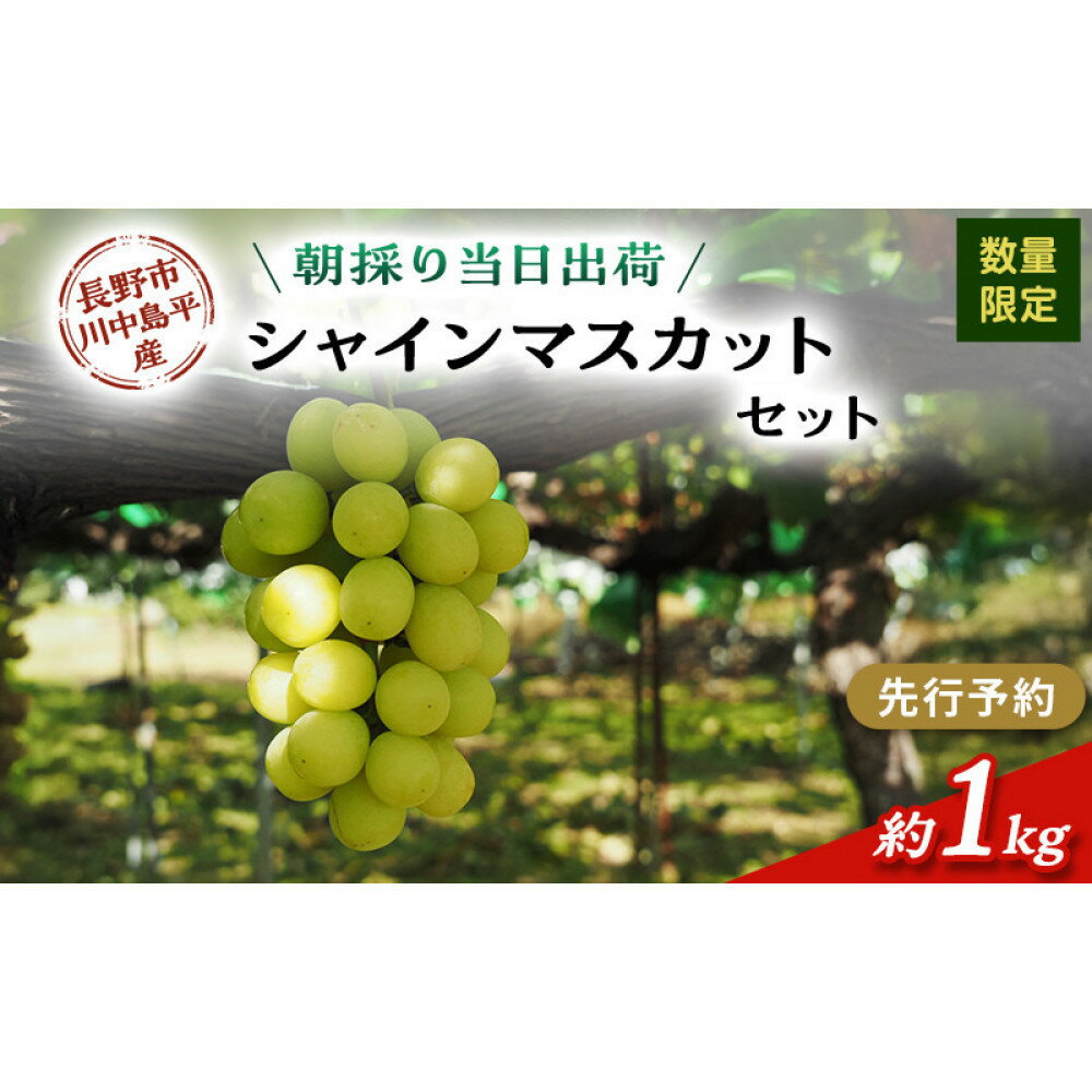 【ふるさと納税】牧野果樹園　シャインマスカット　約1kg（2房） | シャインマスカット ぶどう フルーツ 果物 人気 おすすめ ギフト プレゼント 送料無料 長野県 長野市 信州 信濃 ふるさと納税