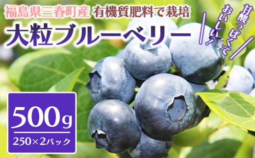 三春ブルーベリー 250g×2パック／計500g 【2025年6月下旬発送】【期間限定 三春町産 生ブルーベリー 大粒 冷蔵 福島県 三春町 三春ブルーベリー倶楽部 有機質肥料 果物 国産 フルーツ 果実 旬 お中元 夏 ギフト プレゼント 贈り物 贈答 自宅用】【07521-0133】