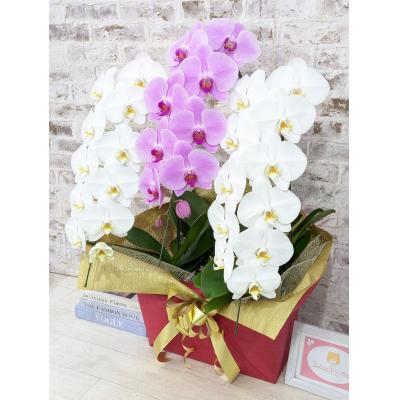 ふるさと納税 山口市 【☆新機能☆ZERO胡蝶蘭】　紅白胡蝶蘭　3本立て*白・ピンク*(大輪)　B099 |  | 02