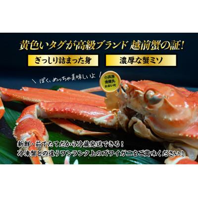 ふるさと納税 おおい町 【2026年11月より順次発送】越前ガニ1.3kg以上 濃厚な味噌と身が詰まったズワイガニをお届け |  | 01