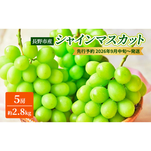本気農場いけだ　長野市産シャインマスカット5房（約2.8kg）【2026年9月中旬以降の出荷分】 |  シャインマスカット ぶどう フルーツ 果物 人気 おすすめ ギフト プレゼント 送料無料 長野県 長野市 信州 信濃 ふるさと納税
