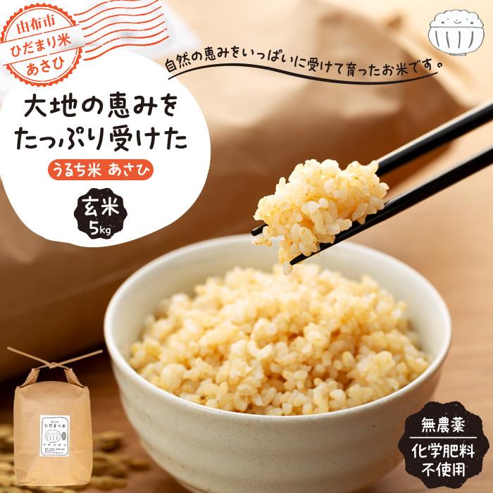 【ふるさと納税】【無農薬・化学肥料不使用】大地の恵みをたっぷり受けた うるち米　あさひ（玄米）5kg | 数量限定 玄米 5kg 健康志向 拘り米 幻の米 お米 農家直送 農家レストラン 湯布院 由布院 由布市 大分県 大分 九州