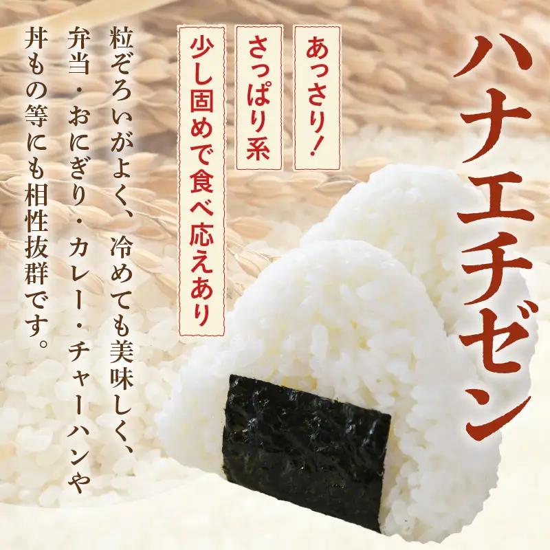 【先行予約】【令和8年産・新米】【一等米】 ＜定期便12回＞ ハナエチゼン 精米 10kg × 12回（120kg）《発送直前精米！》 ／ 福井県産 ブランド米 ご飯 白米 お米 コメ 新鮮 大賞 受