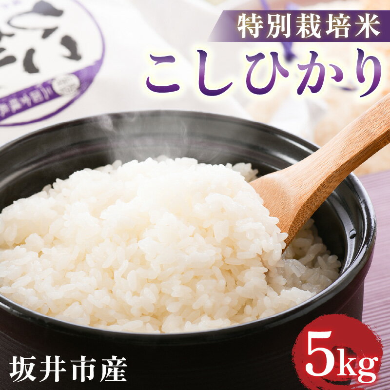【ふるさと納税】 【令和7年産】坂井市産 特別栽培米 こしひかり 5kg 精米 コシヒカリ お米 こめ ご飯 人気 品種 ブランド米 数量限定