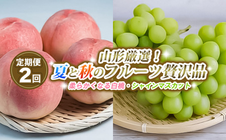 【定期便2回】山形厳選！夏と秋のフルーツ贅沢品(柔らかくなる白桃、シャインマスカット) 【令和8年産先行予約】FS25-643 くだもの 果物 フルーツ 山形 山形県 山形市 2026年産