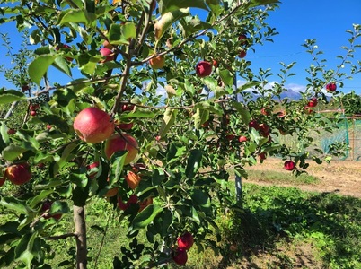 フレンチレストラン亜絲花（あしはな）の藁谷和紀シェフ×GON'S FARM りんごツアー（ツアー代金20,900円）体験チケット クーポン券 ツアー代金全額券 お土産付き リンゴ りんごツアー りんご