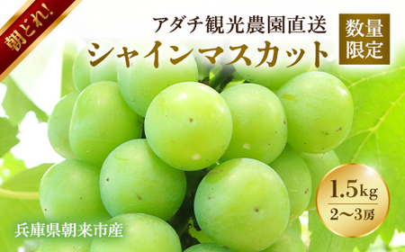 【数量限定マスカット】朝どれ！「シャインマスカット1.5kg(2～3房)」◆アダチ観光農園直送の絶品ぶどう◆ぶどう ブドウ 葡萄 マスカット シャインマスカット 種無し 種なし 皮ごと 皮ごと食べられるぶどう 果物 フルーツ 産地直送 期間限定 兵庫県 朝来市 AS2CF1