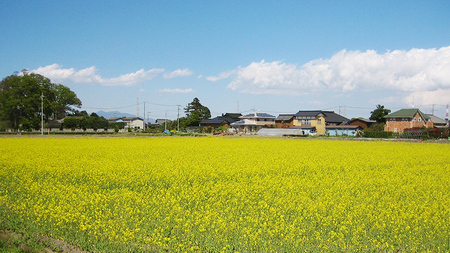 令和7年産 コシヒカリ ( 精米 5kg ) 特別栽培 菜の花米 「菜菜ちゃん」  米 こめ ごはん ご飯 白米 国産 茨城県産 新生活 プレゼント 新生活応援 必要なもの 便利 おすすめ 消耗品 一