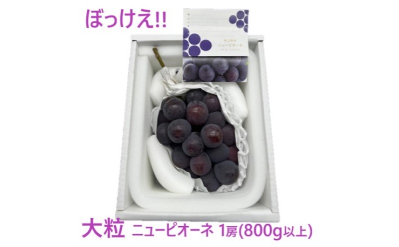 ぶどう 2026年 先行予約 ニューピオーネ 2房(1房480g以上) 化粧箱入り ブドウ 葡萄 岡山県産 国産 フルーツ 果物 ギフト