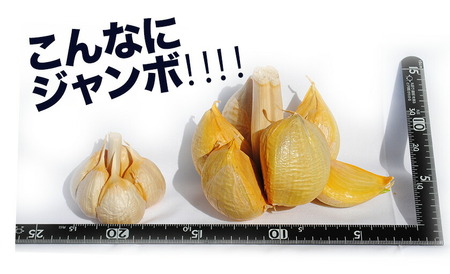 くろにんにく(そのままで) 500g《30日以内に出荷予定(土日祝除く)》大阪府 羽曳野市 ニンニク 黒ニンニク じゃんぼ大蒜 大蒜 健康 スタミナ