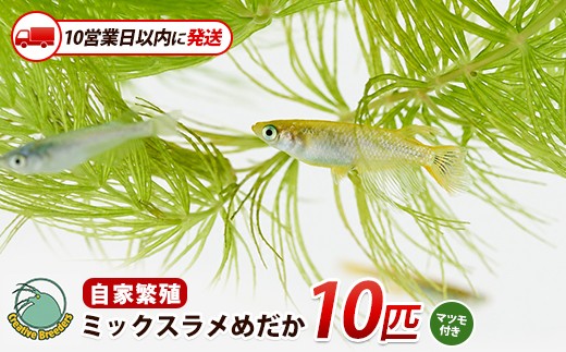 【10営業日以内に発送】ミックスラメめだか10匹+マツモ付き (アクアファームはくと/IB167-007) メダカ 生体 国産 飼育 ペット 生き物 魚 初心者 観賞魚 水槽 アクアリウム 癒し