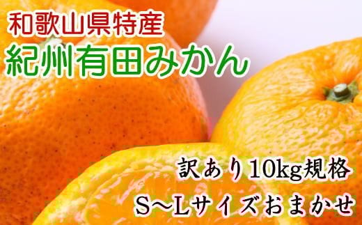 [訳あり規格]和歌山有田みかん10kg（S～Lサイズおまかせ）※2025年11月中旬～2026年1月中旬頃より順次発送 / 果物 くだもの フルーツ 蜜柑 みかん 【tec830A】