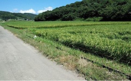 小田原ふるさと市場の様子
