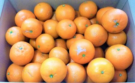 2026年 屋久島産たんかん自家用(訳あり品) 約4.5kg(S～2Lサイズ・少々キズあり)＜先行予約／数量限定＞