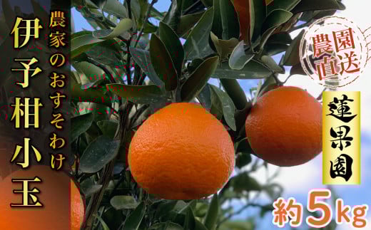【先行予約】 【2026年1月から発送予定】 宮内伊予柑 家庭用 小玉 5kg サイズ混合 柑橘 みかん 果物 くだもの フルーツ おすすめ 人気 お取り寄せ グルメ ギフト 期間限定 数量限定 ご当地 愛媛県 松山市