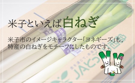 鳥取県産　白ねぎ　（3kg）