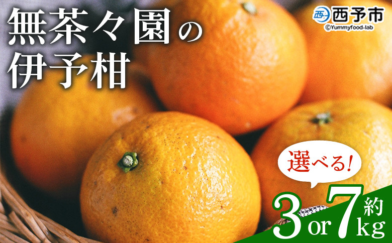 
無茶々園の伊予柑 約3kg／7kg　果物 いよかん イヨカン みかん ミカン 蜜柑 柑橘 フルーツ 選べる内容量 期間限定 季節限定 特産品 愛媛県 西予市【常温】
