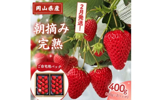 【2027年2月発送】 完熟・朝摘みいちご 自宅用 400g(200g×2)｜糖度12度以上 苺 イチゴ M-FI-A55A