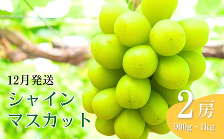 【2026年先行予約】12月発送 氷温貯蔵シャインマスカット 約900g ~ 1kg（2房） ｜ シャインマスカット