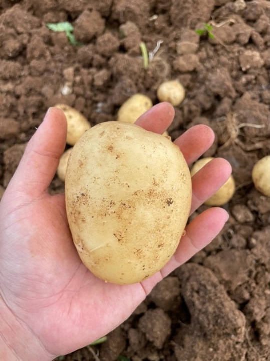 【2026年３月から発送】