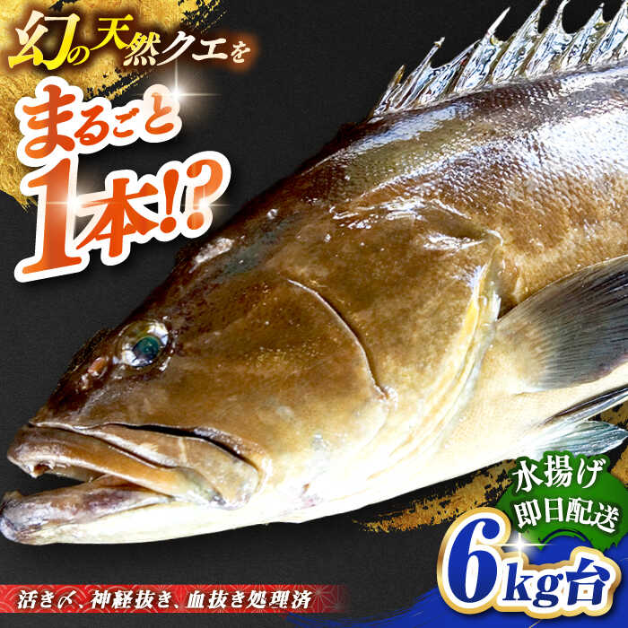 【ふるさと納税】天然クエ（6キロ台・丸もの） 《壱岐市》【壱岐島　玄海屋】[JBS044] クエ 魚 刺身 しゃぶしゃぶ 440000 440000円 44万円 のし プレゼント ギフト
