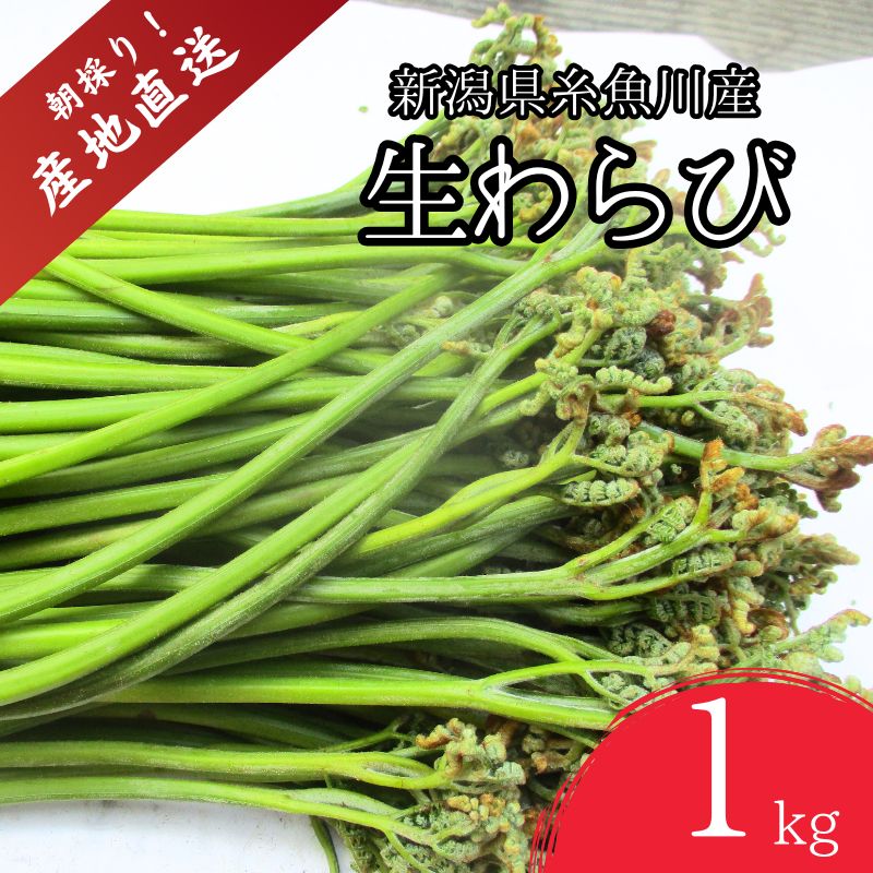 【ふるさと納税】【期間限定】令和8年産 旬の山菜 わらび 1kg【2026年産 新潟県 糸魚川市 山菜 ワラビ 蕨 野菜 能生谷 おおかやば山菜園】