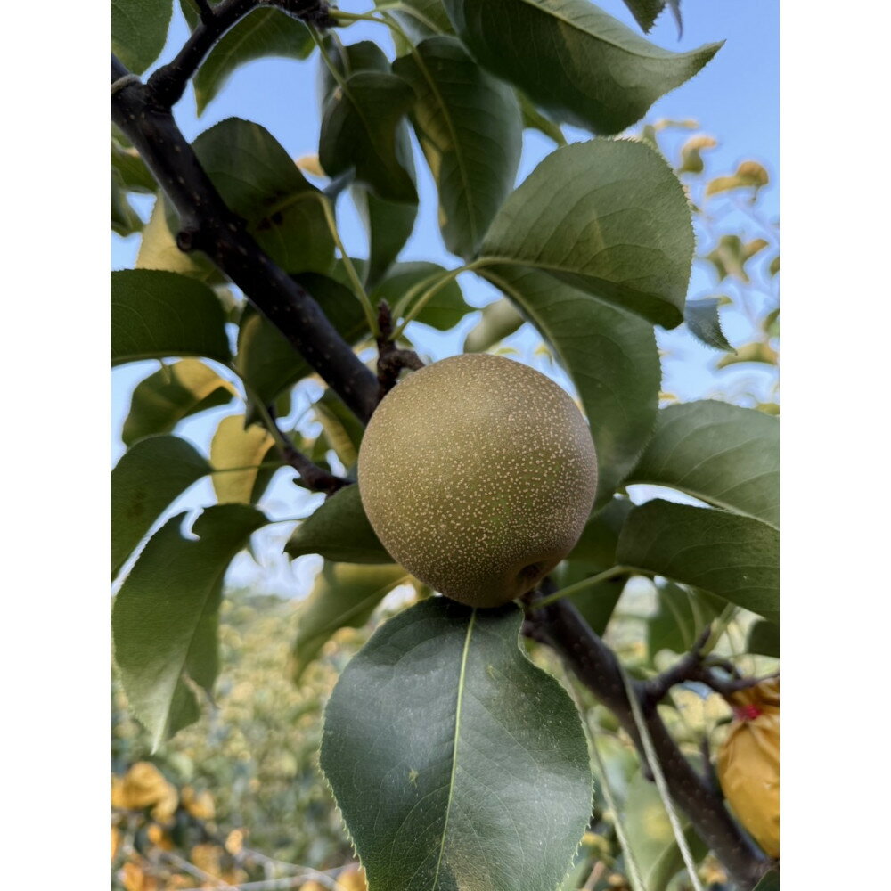【ふるさと納税】 鳥取県産 梨 新興梨 約5kg （8～15玉） 先行予約 訳あり 数量限定 | 鳥取県産 訳あり 梨 新興梨 新興 しんこうなし 和梨 数量限定 先行予約 カロリー なし 果物 フルーツ くだもの 栄養 効能 ビタミン おすすめ 人気 送料無料 鳥取県 琴浦町