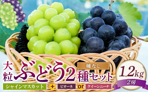 大粒 ぶどう 2種 セット シャインマスカット他 2房 計約1.2kg 【2026年10月上旬から12月下旬頃迄発送予定】 ／  シャインマスカット マスカット 葡萄 ブドウ 種無し 種なし