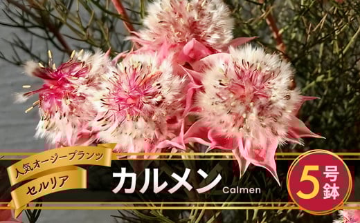 セルリア 5号鉢 カルメン 【先行予約】 | 花 はな フラワー 苗木 ガーデニング 栽培 品種改良 ピンク 赤 オージープランツ ワイルドフラワー カルメン 長野県 松川村 信州