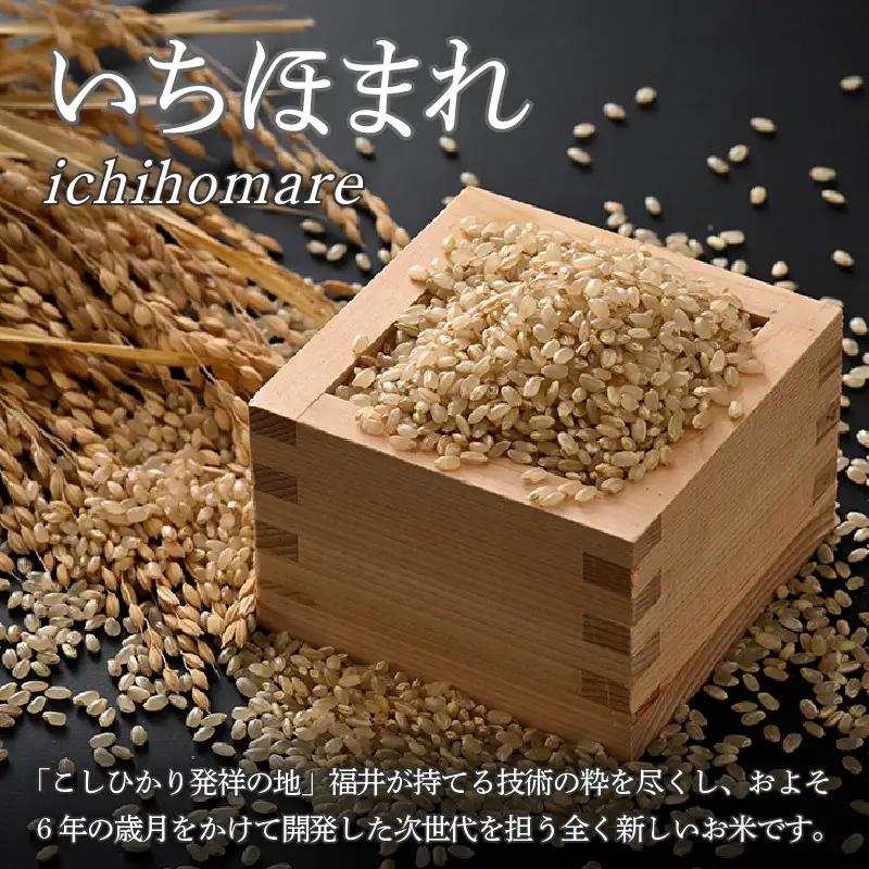 【令和7年産】定期便3回 いちほまれ 玄米 5kg×3回（計15kg）《新鮮な高品質米をお届け！》／ 福井県産 ブランド米 ご飯 [aw064-c007]