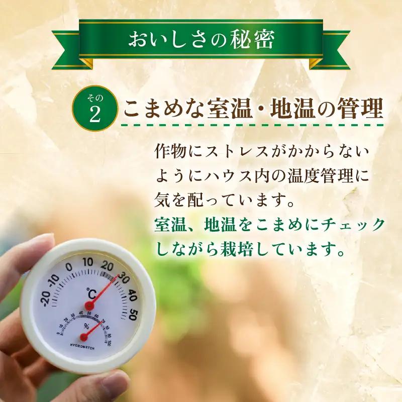 【先行予約】秋 アールスメロン 1玉（約1.6kg以上）青肉品種 高級メロン！ ／ マスクメロン 大玉 果物 フルーツ ギフト 農家直送 ※2026年9月中旬以降発送  [aw065-a008]