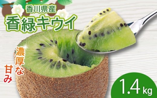 濃厚な甘み！ 香緑キウイ 約1.4kg 香川県産 香緑 キウイ キウイフルーツ 果物 ふるさと納税キウイ 香川県 丸亀市