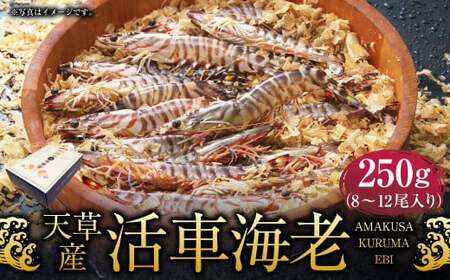 【配送指定日必須】天草産活車海老 250g 8～12尾 活き車海老 車海老 車エビ 活き海老 活きエビ えび 海老 エビ 新鮮 魚介 【発送期間2026年11月6日～2027年3月31日】