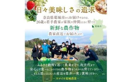 野菜 奈良県産 ※3ヶ月定期便※季節の大和野菜 おまかせ６種セット×3ヶ月 葛城市【smlk-tkb013】