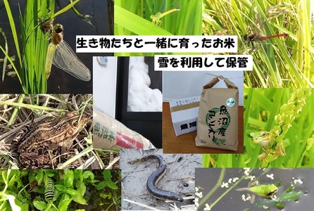 【魚沼ブランド】精米5kg 6ヶ月連続お届け【農薬化学肥料栽培期間中不使用・生態系保全・再生可能エネルギー・エコファーマー・生産工程管理】魚沼産コシヒカリ