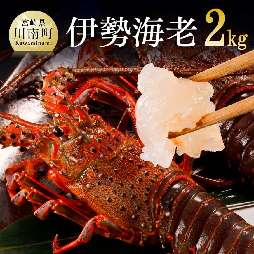 【ふるさと納税】※レビューキャンペーン※ 伊勢海老2kg（5～8尾）計2kg - 魚介 国産 九州産 宮崎県産 川南町産 伊勢えび イセエビ 太平洋 日向灘 川南漁港 刺身 味噌汁 みそ汁 ボイル焼き 贅沢 ごちそう 新鮮 キャンプ BBQ 焼肉 送料無料 宮崎県川南町 C01703