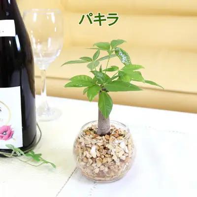【観葉植物】土を使わないで清潔なミニ観葉植物 ゼオライト植え・ガラス鉢 丸形 2鉢セット（パキラ）【観葉植物 インテリア 部屋 おしゃれ 福岡県 筑前町 送料無料 AG048VC01】