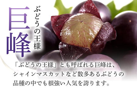 【 2026年 先行予約 】 「加温ハウス栽培」 巨峰 2kg（ 種あり ） 久家ぶどう園 2房 ぶどう ブドウ 有機 肥料 ハウス 栽培 国産 果物 くだもの 葡萄 フルーツ 2キロ  夏 旬 品種