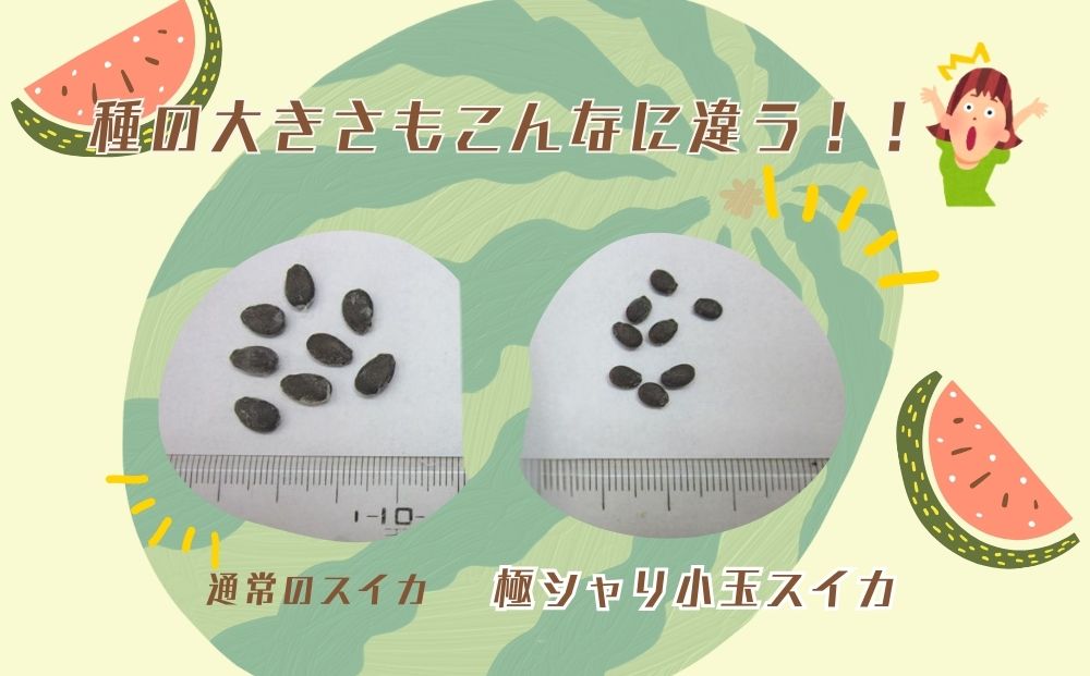 ＜予約販売＞【7月下旬〜8月上旬出荷】有機小玉すいか 「極シャリ」約2kg／ふるさと納税 有機 小玉すいか 極シャリ 贈答 ギフト お盆 お供え デザート おいしい 奈良県 宇陀市 類農園