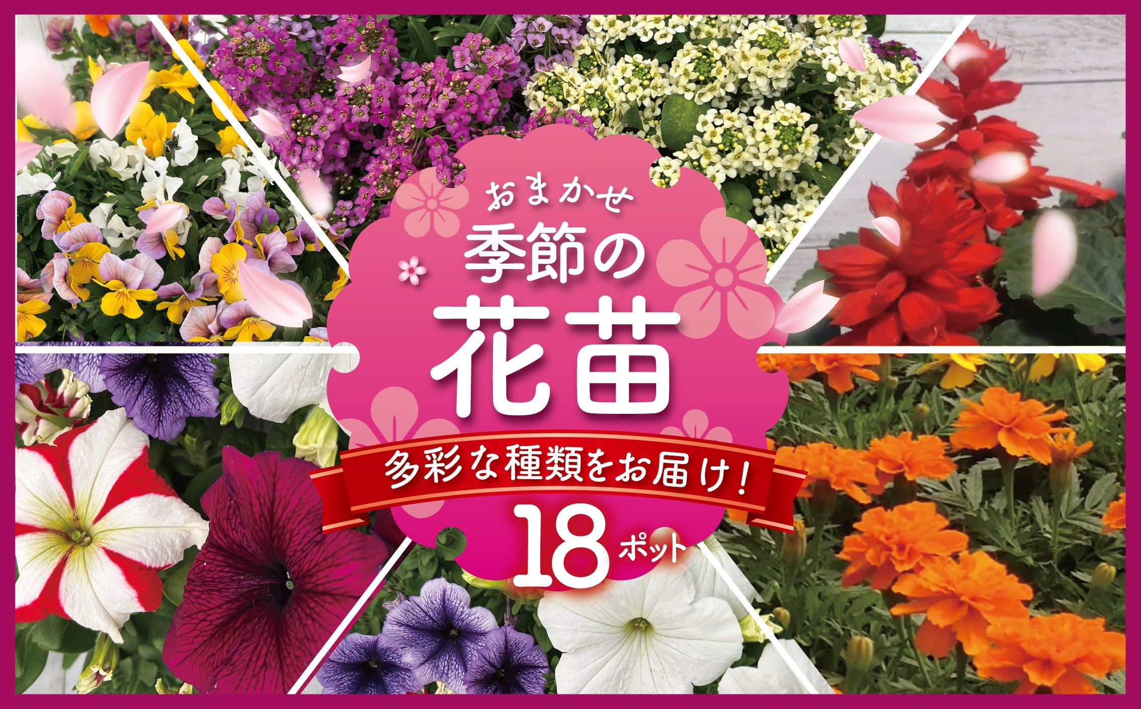 
            季節 の 花苗 おまかせ 18 ポット  花 生産農場 直送 寄せ植え ガーデニング 緑 はな hana ペチュニア ベゴニアセンパ マリーゴールド 赤サルビア ポーチュラカ一重 八重 バーベナ インパチェンス コリウス パンジー ビオラ 葉ボタン 10000円 食べ物以外 アリッサム 苗 植物 渡辺花園 神奈川 湘南 藤沢
          