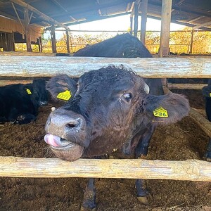 犬幸膳 1食分（200g）A5ランク黒毛和牛を使用したフレンチシェフ制作の最高級ドッグフード | ペットフード ドッグフード ペット おやつ 鹿沼市
