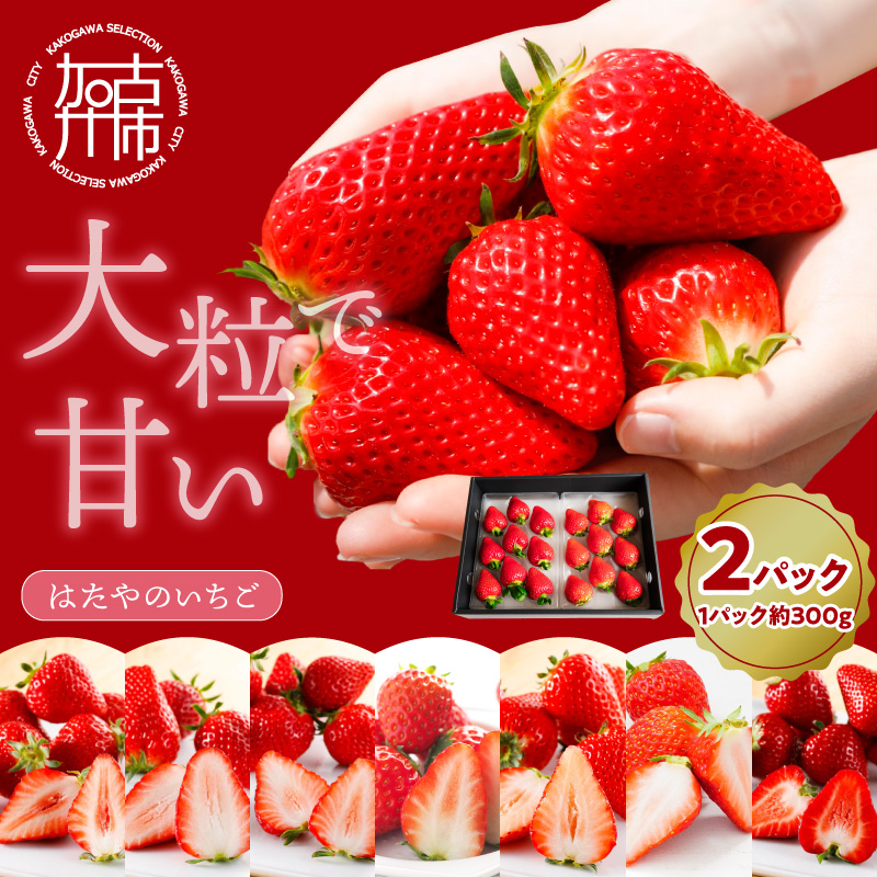 はたやのいちご 2Pセット《 いちご 苺 イチゴ フルーツ 果物 国産 フルーツ工房はたや あまえくぼ 章姫 あまクイーン ロイヤルクイーン ぽりっちご あまおとめ 堅しろう 》【2501C09702