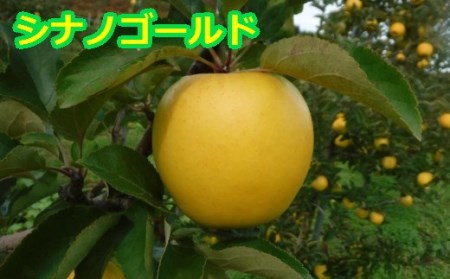 りんご【サンふじ＆王林＆シナノゴールド】セット（約5kg）【2024年産・先行予約】