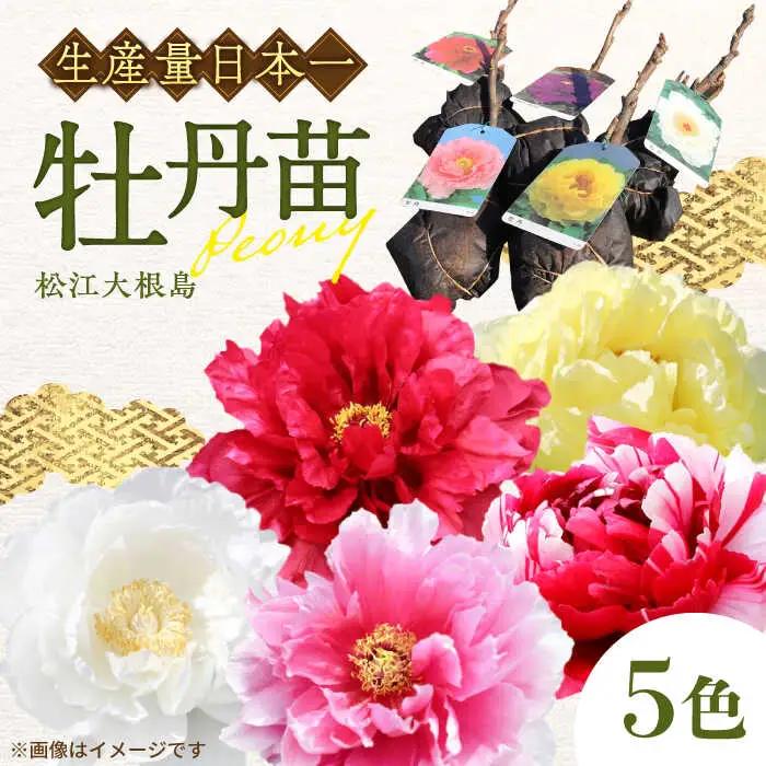 花 【先行予約】【2026年10月中旬以降順次発送】松江大根島牡丹苗(5色セット) 島根県松江市/島根県農業協同組合くにびき地区本部[ALBC001] 花 花