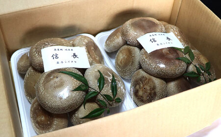 椎茸 シイタケ1kg [ANAS006] 椎茸
