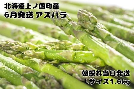 【2026年6月発送】北海道上ノ国町 寅福菜園の6月限定アスパラ　L（1.6kg）　グリーンアスパラ　朝採れ　農家直送　新鮮　甘い　春野菜　旬野菜　特産品　北海道産 