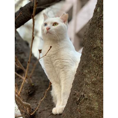 ふるさと納税 静岡市 さくらねこ支援付き　静岡市産本山茶ティーバッグ　12個入り×3袋(合計36ティーバッグ) |  | 02