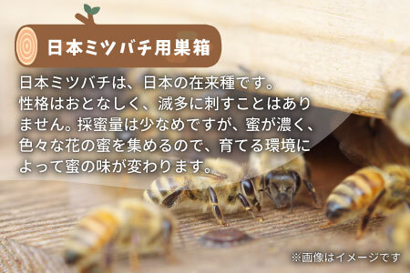 日本ミツバチ用飼育箱 日本 ミツバチ 飼育 巣箱 蜂 蜂蜜 ハチミツ 養蜂 日本ミツバチ 40500円