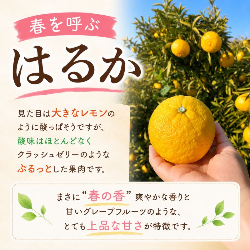 【2027年2月頃から順次発送】春を呼ぶ はるか 家庭用 5kg | みかん 5kg みかん 愛媛 みかん 松山 みかん 農家直送 家庭用 柑橘 愛媛 松山 北条 果物 フルーツ 産地直送 みかん 農
